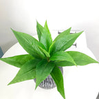 5 Fork 29cm Fake Plants Leaves Tropical Artificial Tree Leaf Small Vegetation Decorative Plant Wall For Home Bonsai Decoration