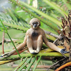 Oenux Simulation Wild Animal Chimpanzee Orangutan Gorilla Tree Sloth Monkey Model Action Figures Garden Miniature Decoration Toy