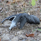 Oenux Wild Animals Simulation AArdvark Anteater Armadillo Pangolin Ant Natural Enemy Figurines PVC Model Collection Kid Toy Gift