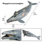 Oenux Ocean Animal Savage Megalodon Beluga Big Shark Orca Sperm Blue Whale Action Figures Sea Life Model Educational Kids Toy