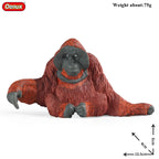 Oenux New Wild Animals Forest Orangutan Pigeon Hedgehog Aardvark Capybara Action Figure Model Figurines PVC Collection Kids Toy