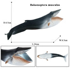 Oenux Ocean Animal Savage Megalodon Beluga Big Shark Orca Sperm Blue Whale Action Figures Sea Life Model Educational Kids Toy