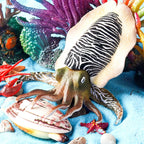 Oenux Marine Molluscs Model Simulation Squid Octopus Growth Cycle Action Figure Sealife Animals Education Collection Kids Toy