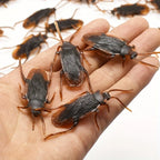 50pcs Realistic Bugs Funny Toy Fake Cockroach Novelty Insects Halloween Prank Simulation Tricky Disgusting Scary Party Supplies
