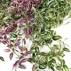 75cm Long Artificial Vines Leaves Fake Hanging Plants Silk Tree Leafs Green Bamboo Winding Rattan For Home Garden Wedding Decor