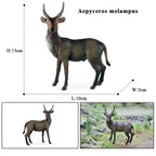 Oenux Classic Farm Animal Simulation Sheep Goat Argali Antelope Model Action Figure Poultry Figurines Cute Toy For Kid Gift