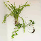 2/4/6 Pack Wall Hanging Glass Terrarium - Self-Watering Hydroponic Planter for Home Office Decor, Handmade Round Crystal Vase