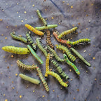 Spooky 6pcs Hair Clips for Caterpillar - Durable Plastic, No Batteries Required, Perfect for Halloween & Prank Parties