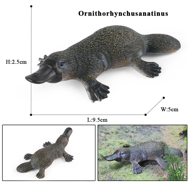 Oenux Classic Australian Wild Animals Kangaroos Koala Platypus Tasmanian Devil Echidna Cassowary Model Figurine Toy Kid Gift