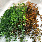 104cm Fake Eucalyptus Rattan Artificial Plants Vine Plastic Tree Branch Wall Hanging Leafs for Home Garden Outdoor Wedding Decor