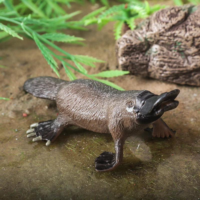 Oenux Classic Australian Wild Animals Kangaroos Koala Platypus Tasmanian Devil Echidna Cassowary Model Figurine Toy Kid Gift